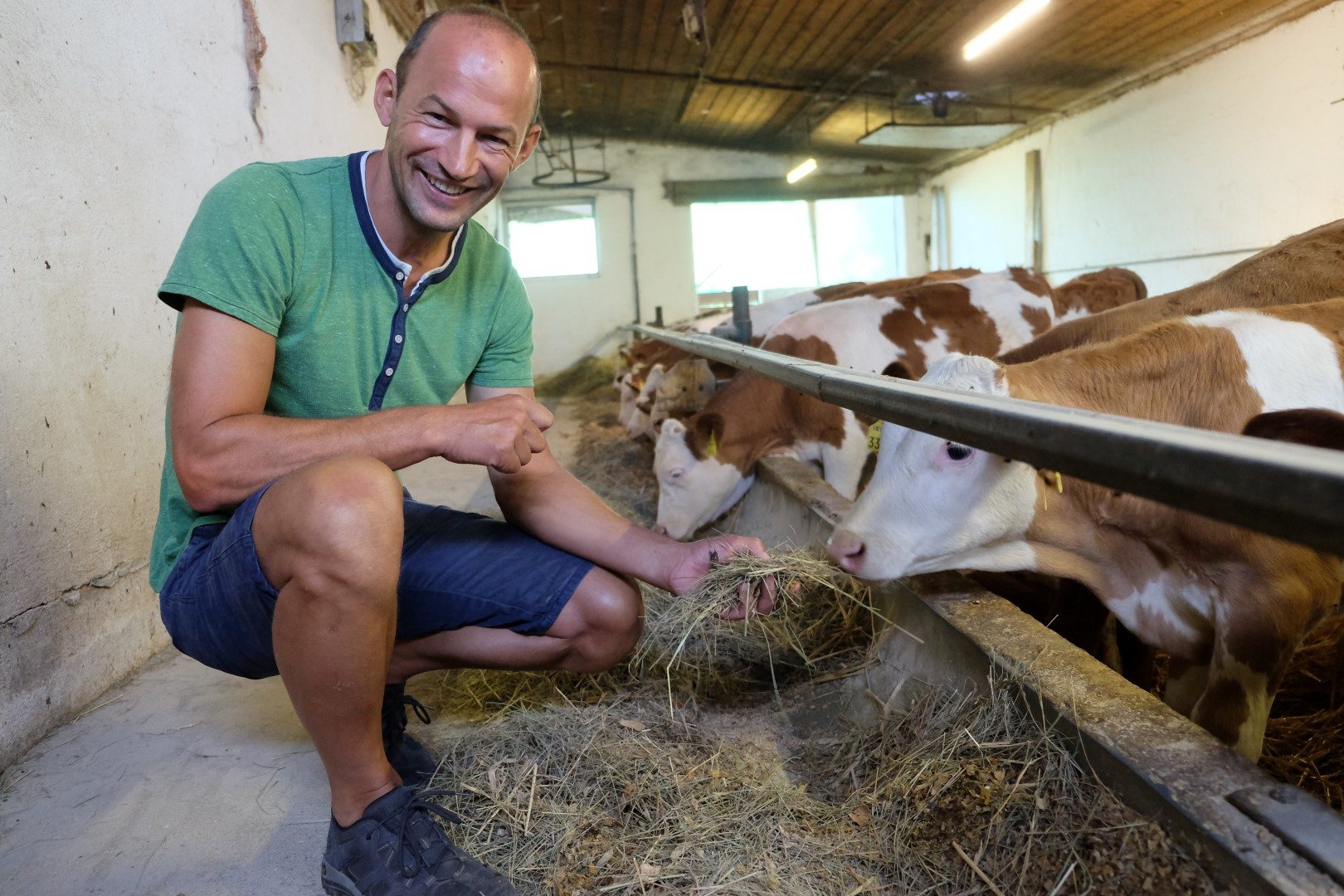 Rindermäster Schild Christoph füttert im Kuhstall ein Kalb mit Stroh