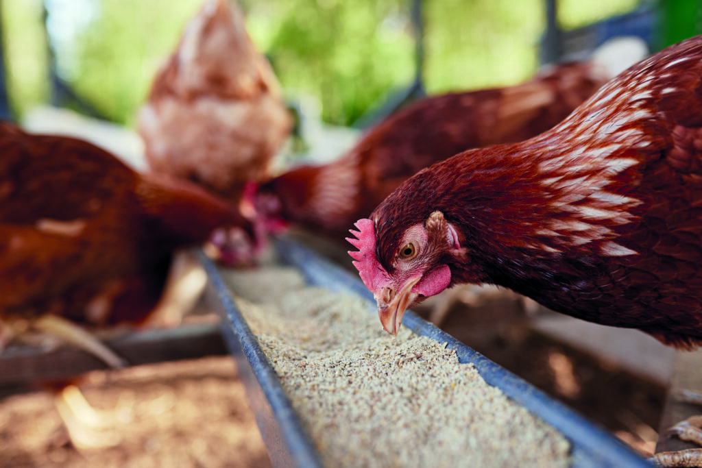 chicken eats feed and grain at eco chicken farm, free range chicken farm