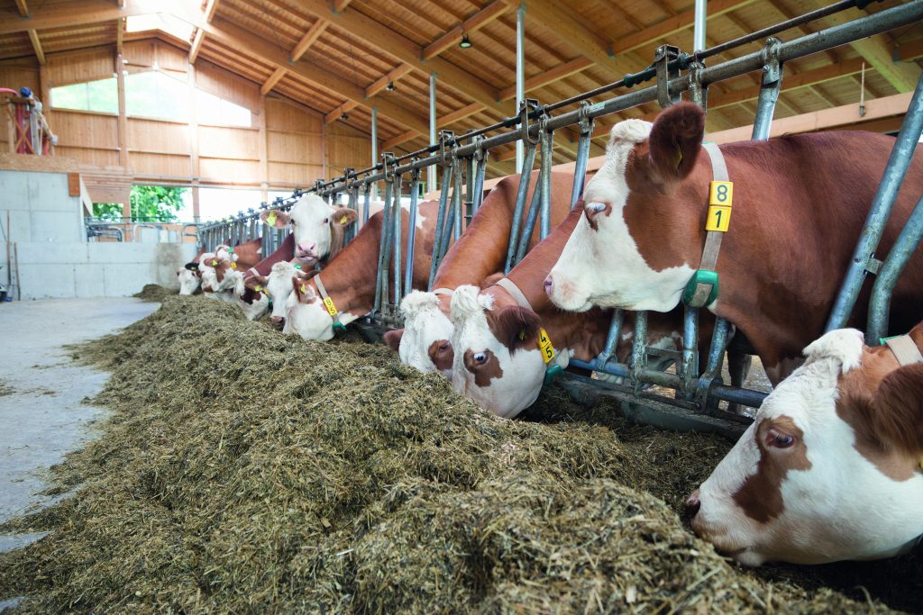 Milchkühe im Kuhstall fressen Silage und Kraftfutter